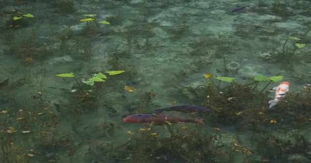 Simning karp i den vackra gröna dammen i Gifu Japan — Stockvideo