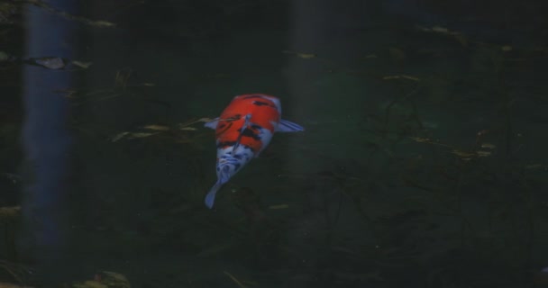 Schwimmende Karpfen im schönen grünen Teich in gifu japan tracking shot — Stockvideo