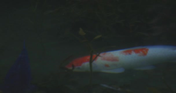 Carpa nadando na bela lagoa verde em Gifu Japão tiro de rastreamento — Vídeo de Stock