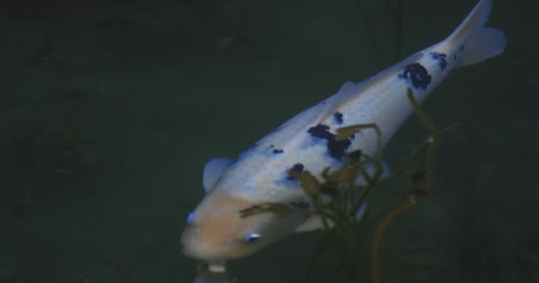 Carpa de natación en el hermoso estanque verde en Gifu Japón seguimiento de disparo — Vídeos de Stock