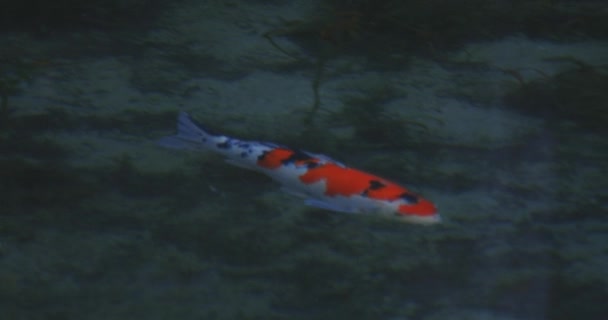 Swimming carp in the beautiful green pond in Gifu Japan tracking shot — Stock Video
