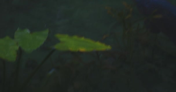 Schwimmende Karpfen im schönen grünen Teich in gifu japan tracking shot — Stockvideo