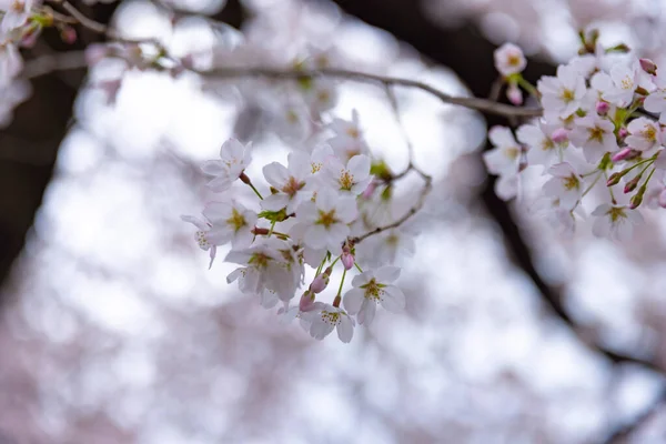 Fiori di ciliegio al parco giorno nuvoloso primo piano — Foto Stock