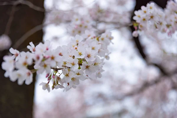 Cseresznyevirág a parkban felhős nap közelkép — Stock Fotó