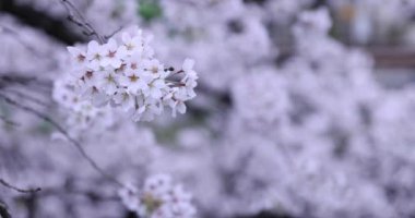 Parktaki bulutlu günde kiraz çiçeği kapanıyor.