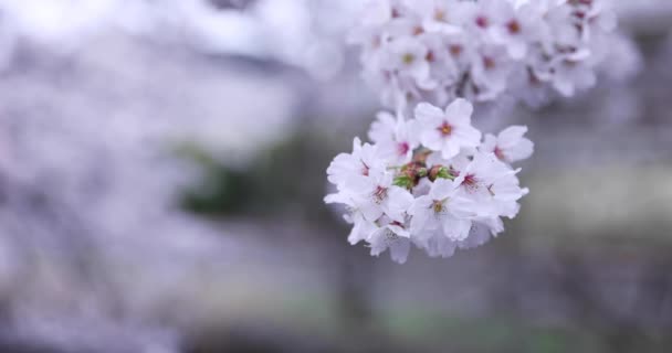 Körsbärsblomma i parken molnigt dag närbild — Stockvideo