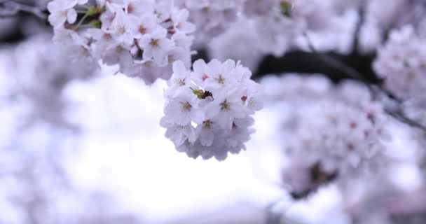 Cherry květ v parku cloudy den detailní up — Stock video