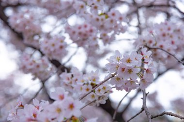 Parktaki bulutlu günde kiraz çiçeği