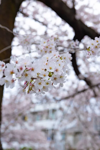 Kirschblüte im Park bewölkt — Stockfoto