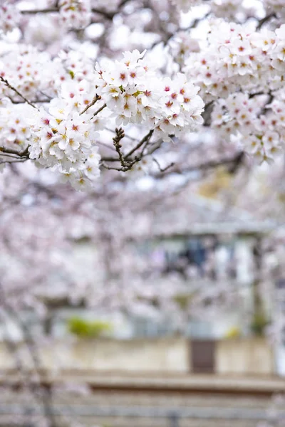 Cherry blossom at the park cloudy day — Stock Photo, Image