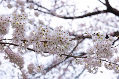 Parktaki bulutlu günde kiraz çiçeği