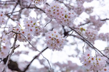 Parktaki bulutlu günde kiraz çiçeği
