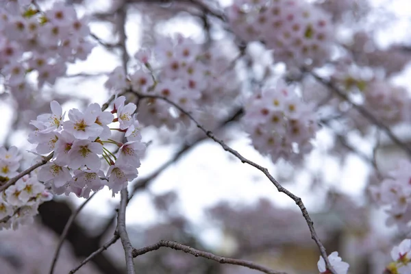 Fiori di ciliegio al parco giorno nuvoloso primo piano — Foto Stock