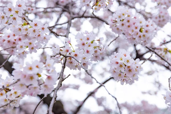Cseresznyevirág a parkban felhős nap — Stock Fotó