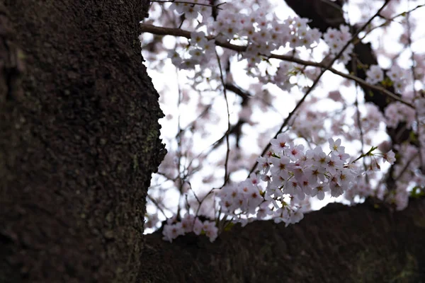Kwiat wiśni w parku pochmurny dzień — Zdjęcie stockowe
