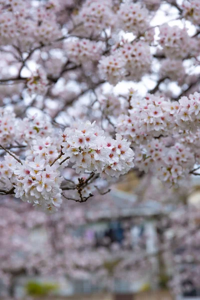 樱花在公园阴天绽放 — 图库照片