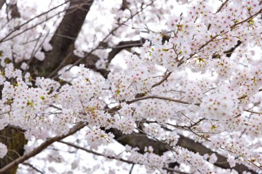 Parktaki bulutlu günde kiraz çiçeği