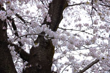 Parktaki bulutlu günde kiraz çiçeği