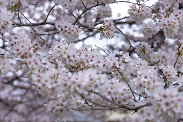 Cherry blossom at the park cloudy day — Stock Photo, Image