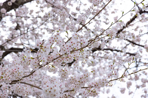 Fiori di ciliegio al parco giorno nuvoloso — Foto Stock