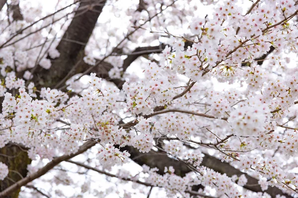 Цветение сакуры в парке облачный день — стоковое фото