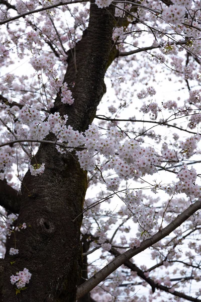 Cseresznyevirág a parkban felhős nap — Stock Fotó