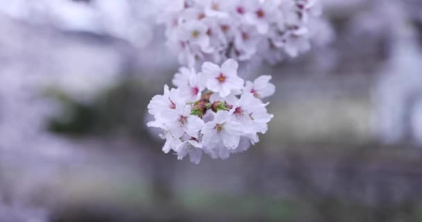 Fiori di ciliegio al parco giorno nuvoloso primo piano — Video Stock