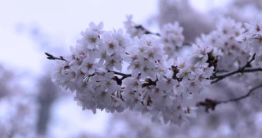 Parktaki bulutlu günde kiraz çiçeği. Yakın plan el kamerası.