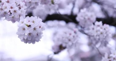 Parktaki bulutlu günde kiraz çiçeği kapanıyor.