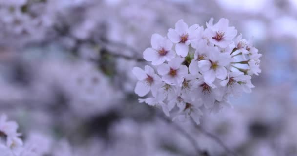 Kirschblüte im Park bewölkten Tag Nahaufnahme Handheld — Stockvideo