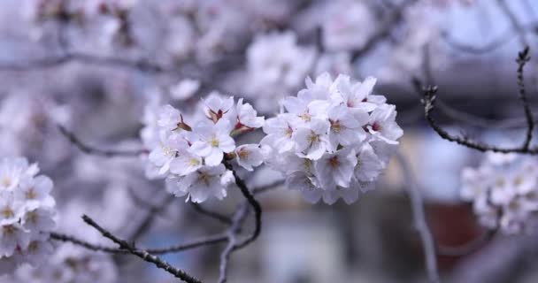 Kwiat wiśni w parku pochmurny dzień zbliżenie — Wideo stockowe