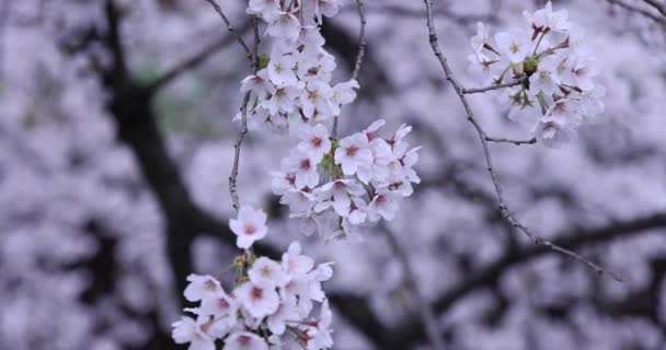 Fiori di ciliegio al parco giorno nuvoloso primo piano — Video Stock