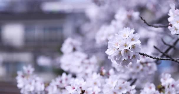 Cherry květ v parku cloudy den detailní up — Stock video