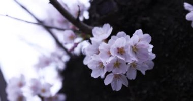 Parktaki bulutlu günde kiraz çiçeği. Yakın plan el kamerası.