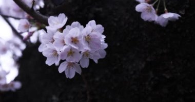 Parktaki bulutlu günde kiraz çiçeği. Yakın plan el kamerası.