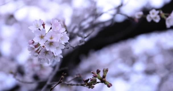 Fiore di ciliegio al parco giorno nuvoloso primo piano palmare — Video Stock