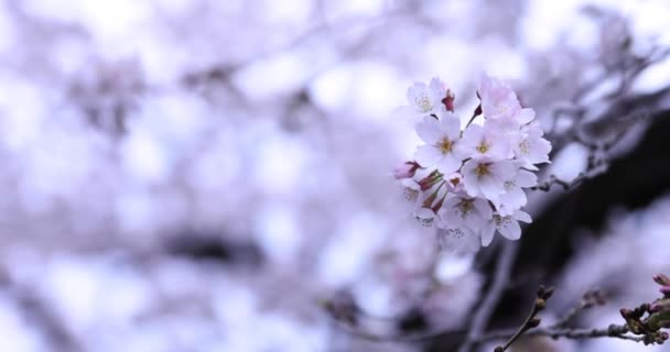 Цветение сакуры в парке облачно день крупным планом ручной — стоковое видео