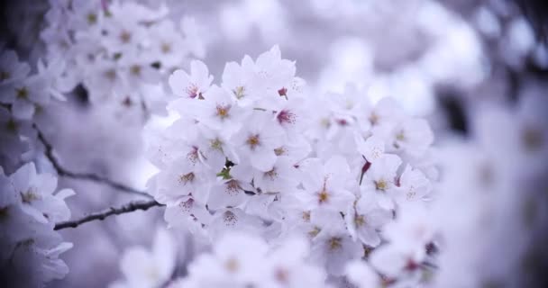 Fleur de cerisier au parc jour nuageux gros plan — Video