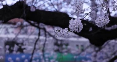 Kiraz çiçekleri ve tren raylardan geçerken bulutlu bir günde odağını kaybetti.