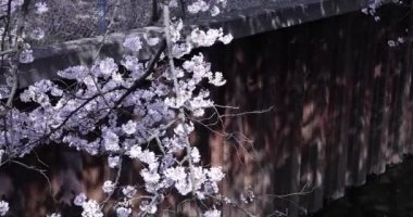 Parktaki bulutlu günde kiraz çiçeği