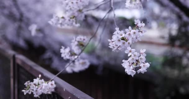 Kwiat wiśni w parku pochmurny dzień — Wideo stockowe