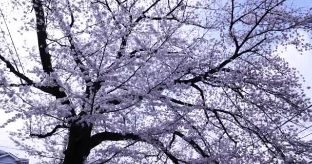 Fleur de cerisier au parc journée nuageuse — Video