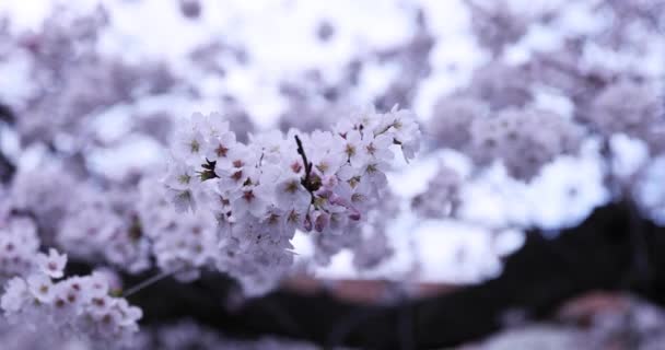 Άνθη κερασιάς στο πάρκο συννεφιασμένη ημέρα — Αρχείο Βίντεο