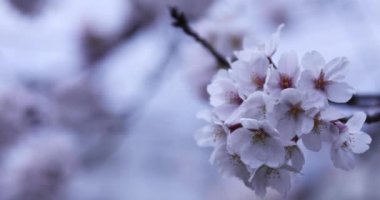 Parktaki bulutlu günde kiraz çiçeği. Yakın plan el kamerası.