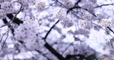 Parktaki bulutlu günde kiraz çiçeği