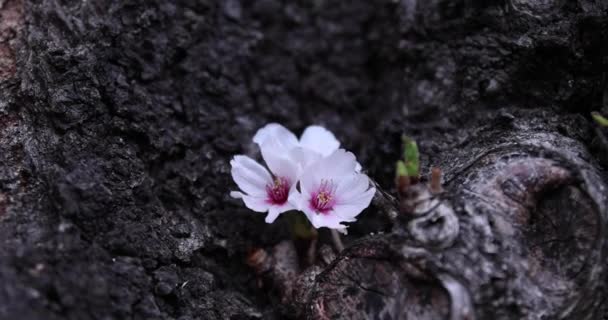 Kirschblüte im Park bewölkten Tag Nahaufnahme Handheld — Stockvideo