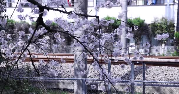 Flor de cerezo en el día nublado parque — Vídeos de Stock
