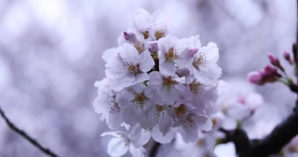 Flor de cerejeira no parque dia nublado closeup handheld — Vídeo de Stock