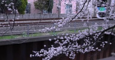 Kiraz çiçeği ve geçen tren bulutlu bir günde