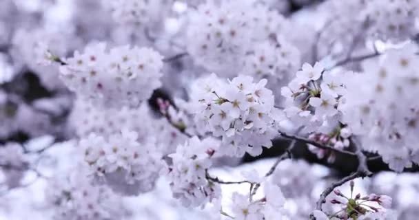Cseresznyevirág a parkban felhős nap közelkép — Stock videók